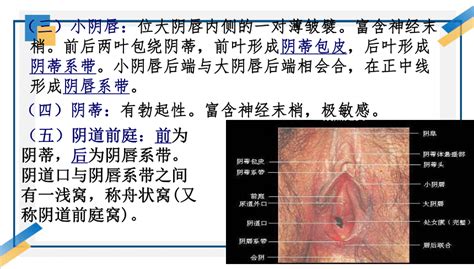 女人生殖器|女性生殖系统